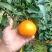 四川爱媛橙大量上市，欢迎咨询电话