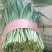 贵州高山露天韭菜
