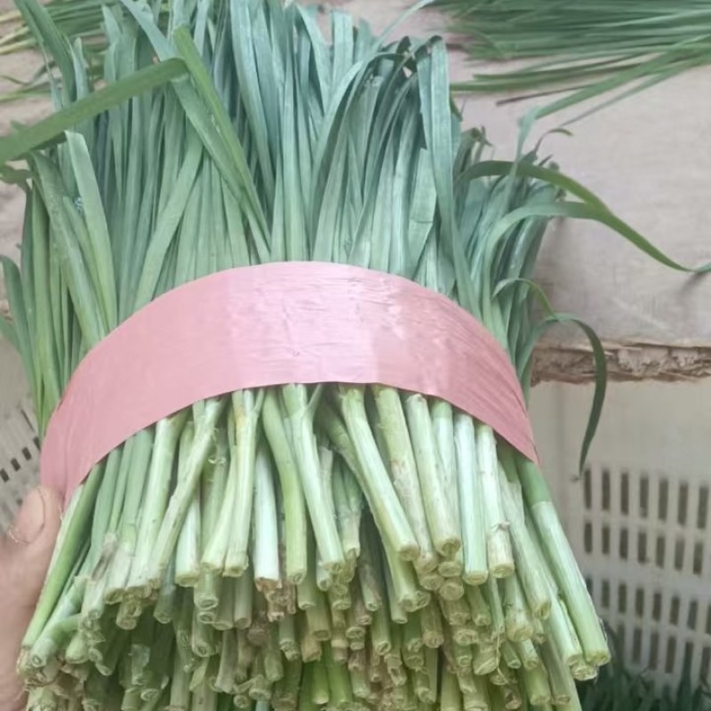 贵州高山露天韭菜