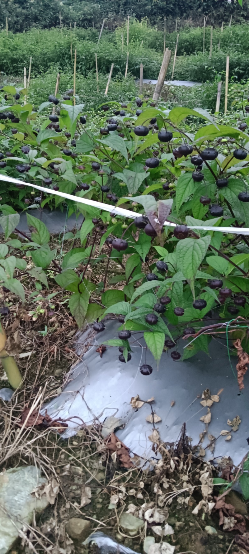 红果参产地直发一手货源欢迎各地老板电联要货诚信经营