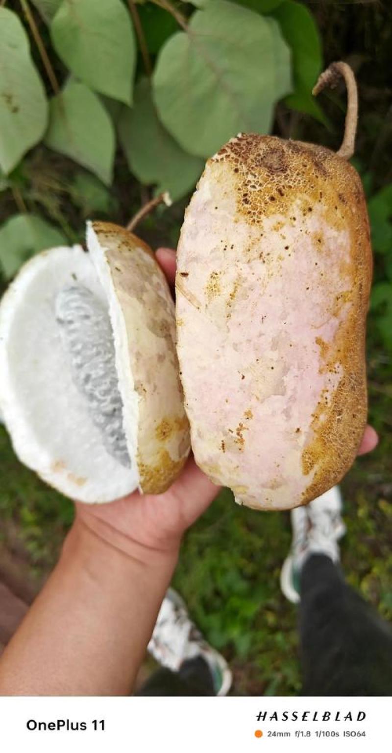 八月瓜八月果