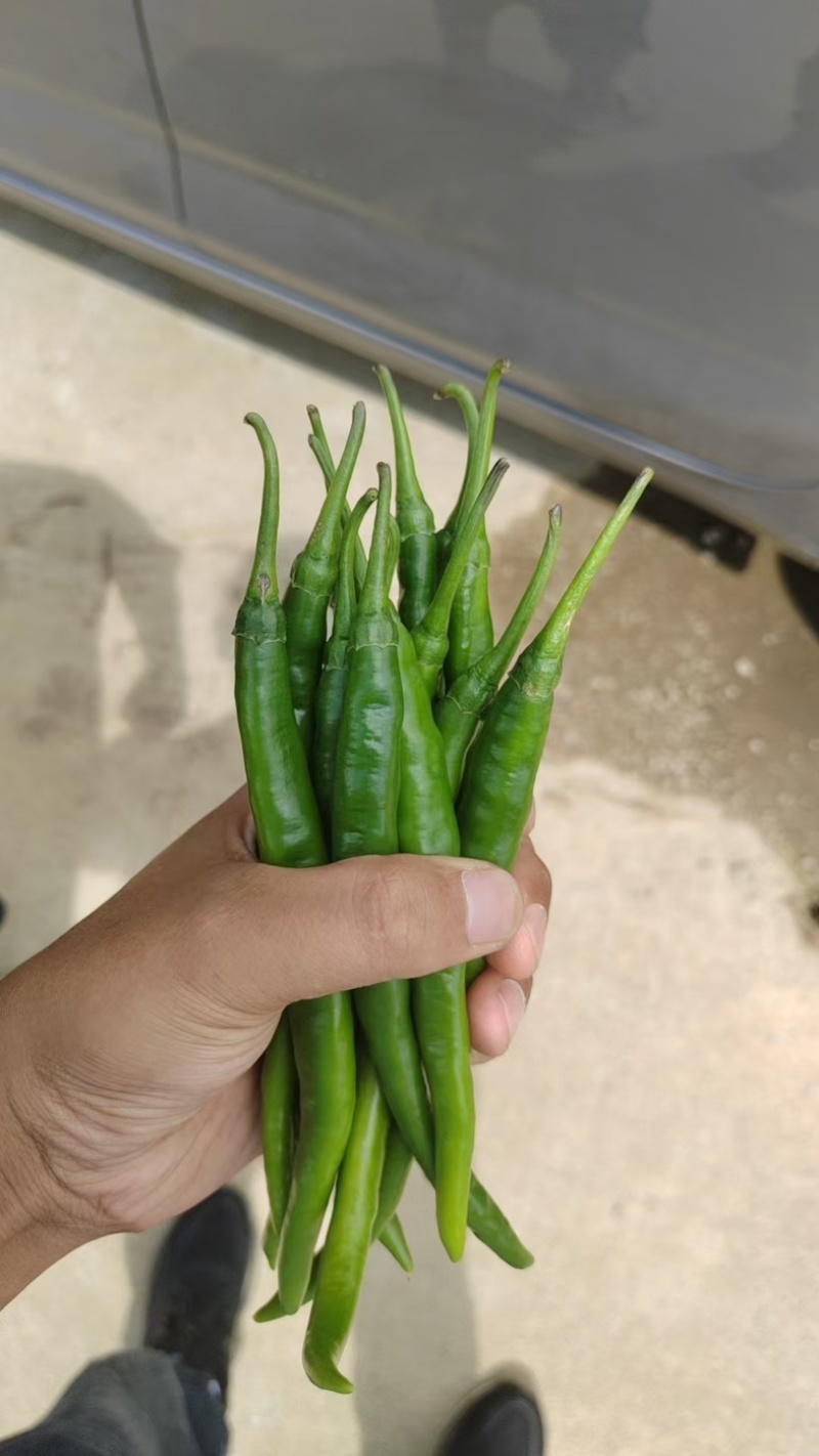 精品3号青线椒，产地直供，货源充足，品质保障欢迎来电