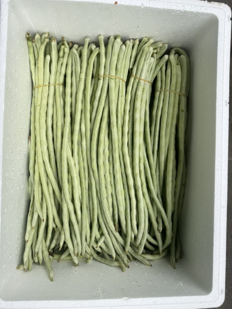 秋季白条豆角大量上市精品货，量大，可以供货90天可售后，