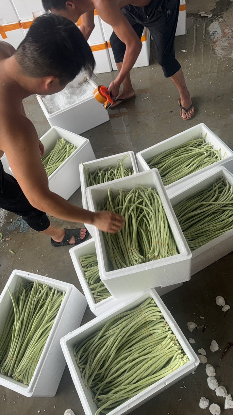 秋季白条豆角大量上市精品货，量大，可以供货90天可售后，