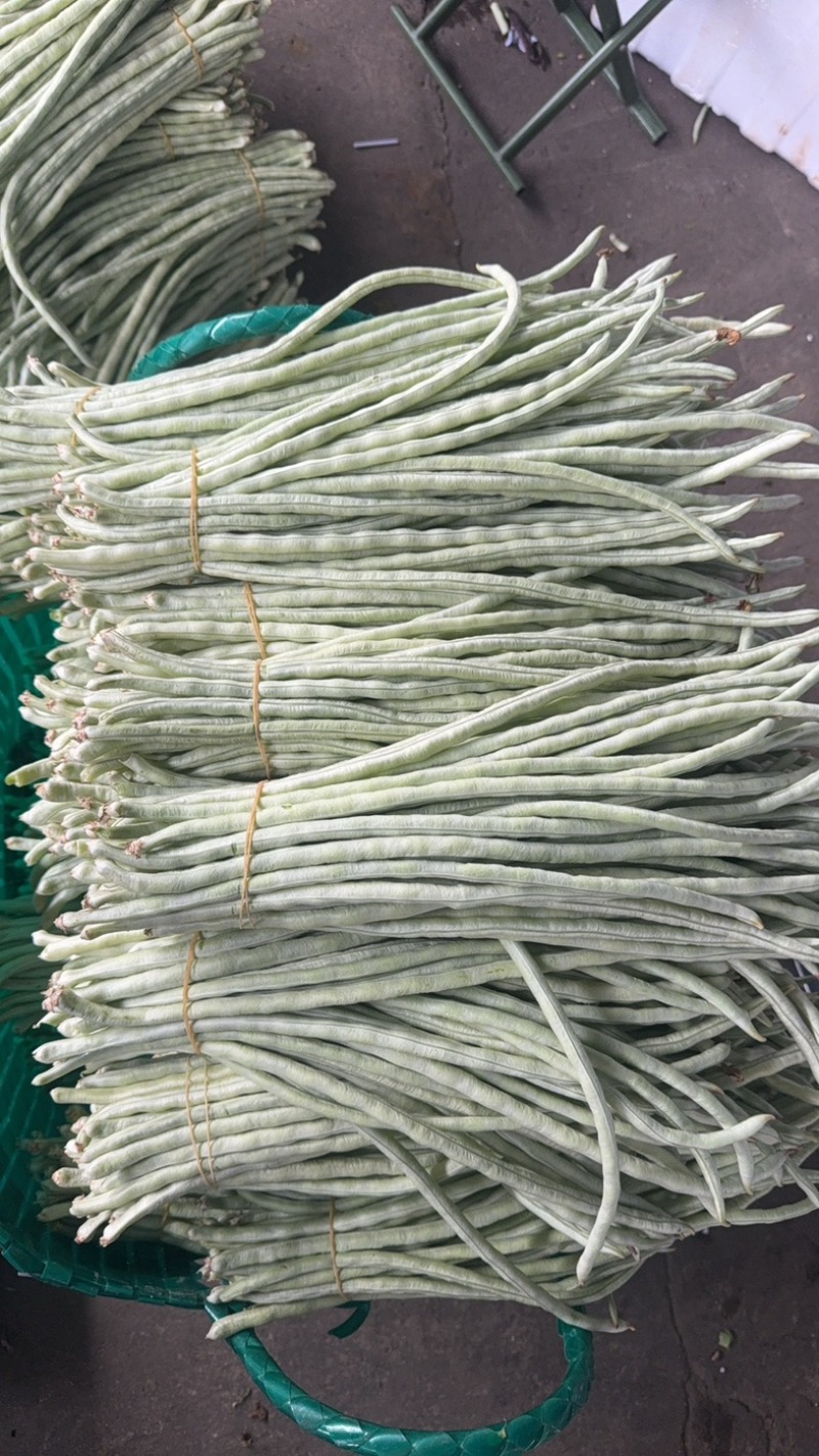 秋季白条豆角大量上市精品货，量大，可以供货90天可售后，