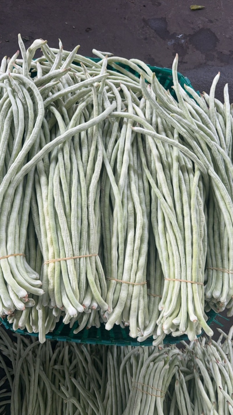 秋季白条豆角大量上市精品货，量大，可以供货90天可售后，