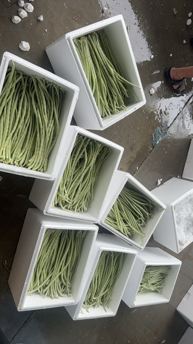 秋季白条豆角大量上市精品货，量大，可以供货90天可售后，