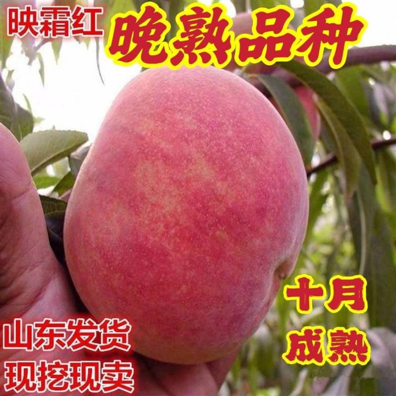 沂蒙映霜红桃新品种嫁接桃树苗现挖现发包成活包结果