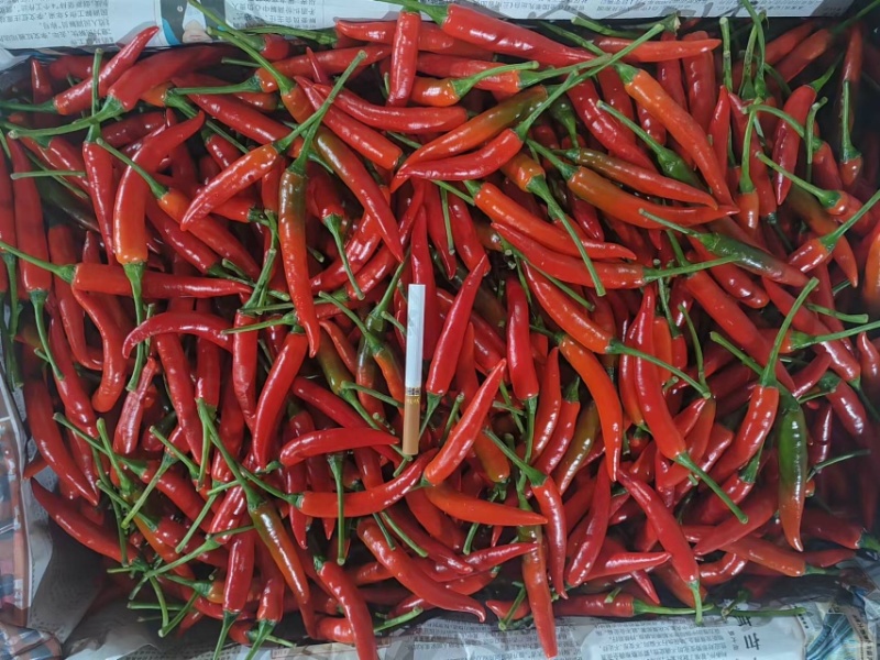【精品】小米辣产地直发，量大优惠，欢迎采购品质高