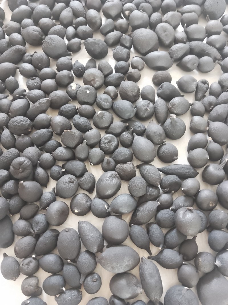 野生乌灵参干品，实心，纯黑，各种规格都有现货