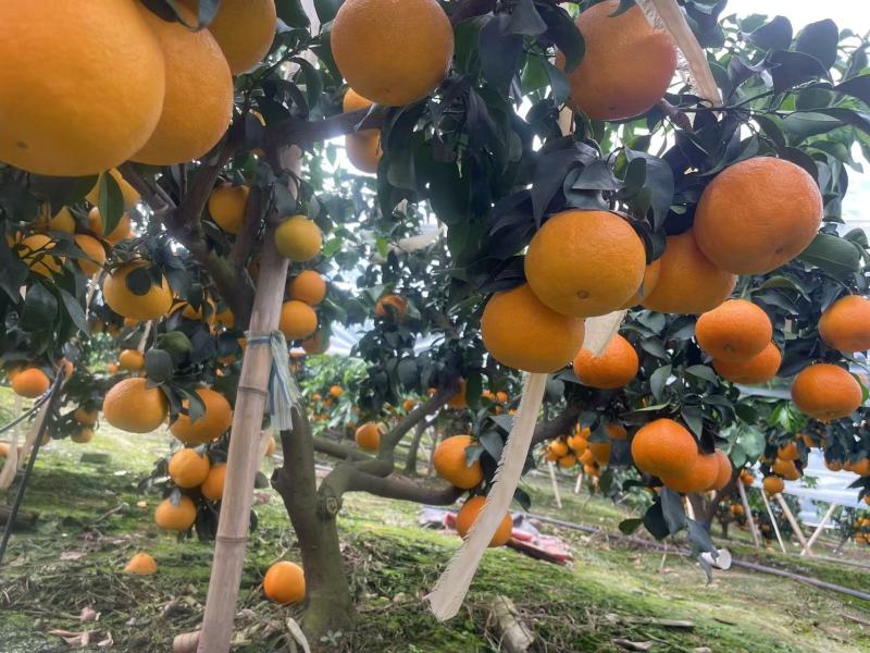 【实力推荐爱媛橙】诚信经营，对接全国市场物美价廉欢迎采购