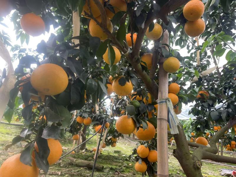 【实力推荐爱媛橙】诚信经营，对接全国市场物美价廉欢迎采购