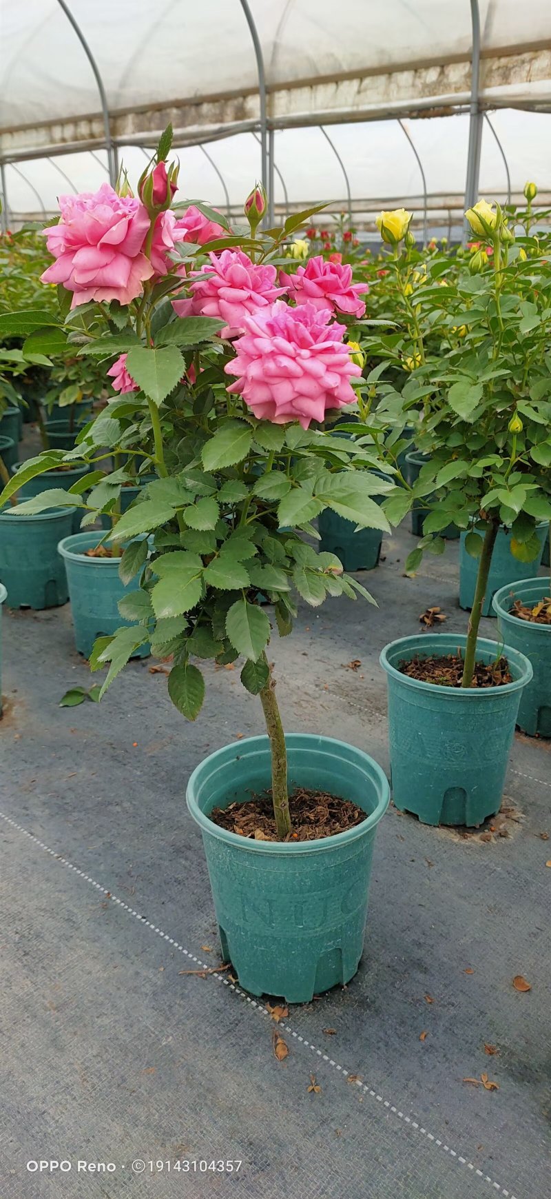 无刺蔷薇杆青杆适用于嫁接月季玫瑰基地直发
