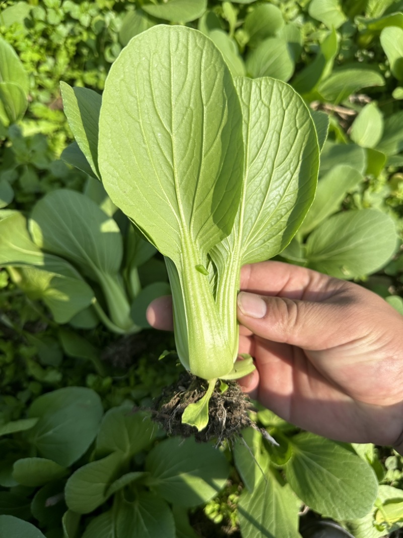 上海青，小油菜，四川陆地菜上市，欢迎来电咨询。