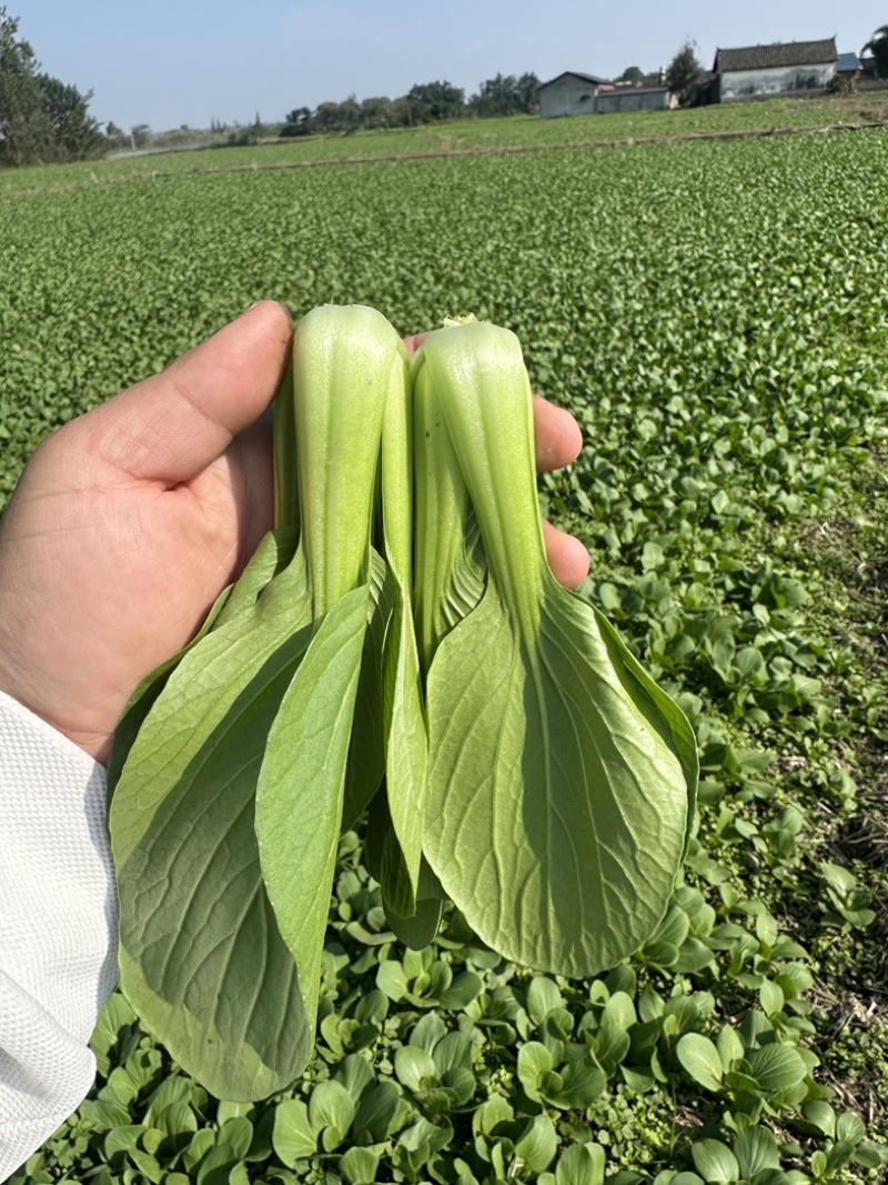上海青，小油菜，四川陆地菜上市，欢迎来电咨询。