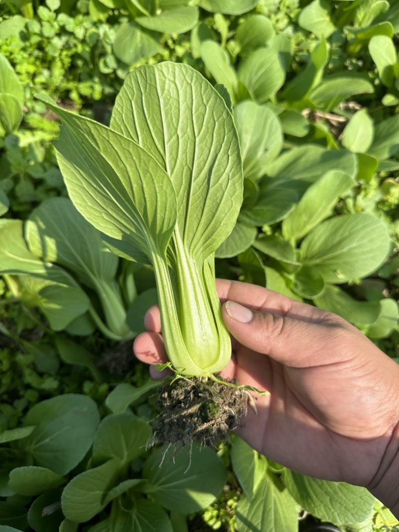 上海青，小油菜，四川陆地菜上市，欢迎来电咨询。