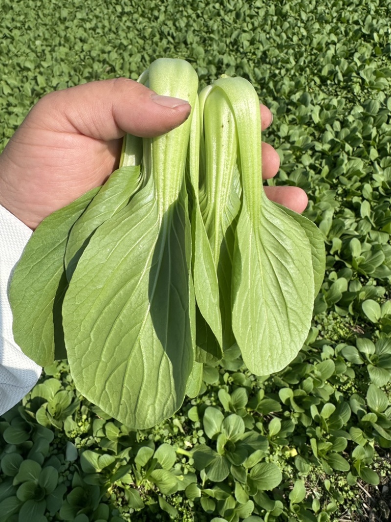 上海青，小油菜，四川陆地菜上市，欢迎来电咨询。