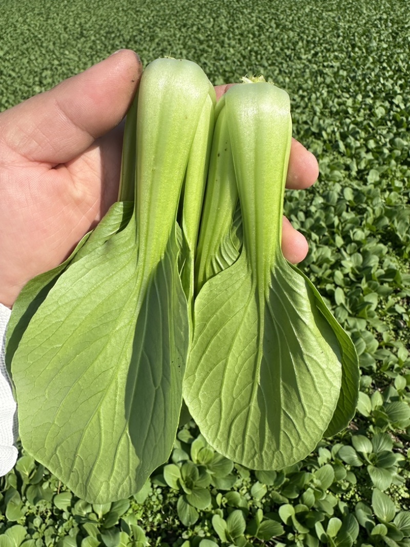 上海青，小油菜，四川陆地菜上市，欢迎来电咨询。