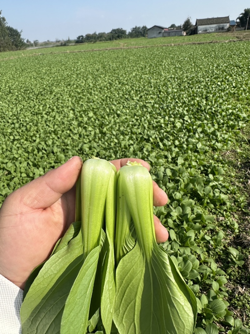 上海青，小油菜，四川陆地菜上市，欢迎来电咨询。