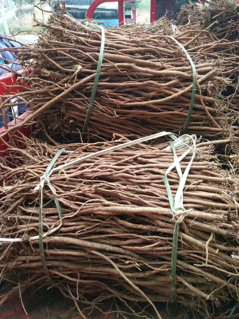 千斤拔种子(高产小叶红皮)