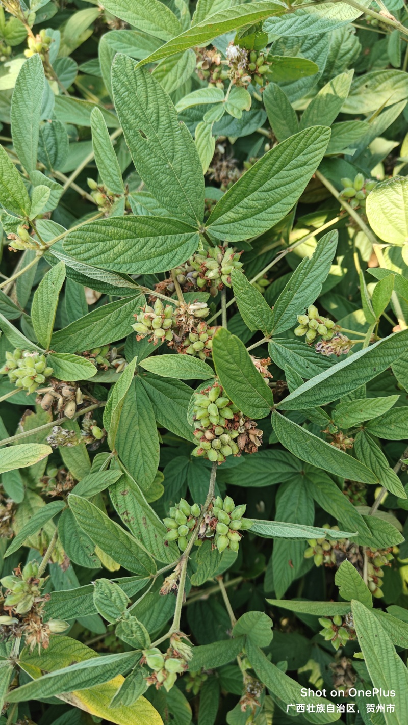 千斤拔种子(高产小叶红皮)