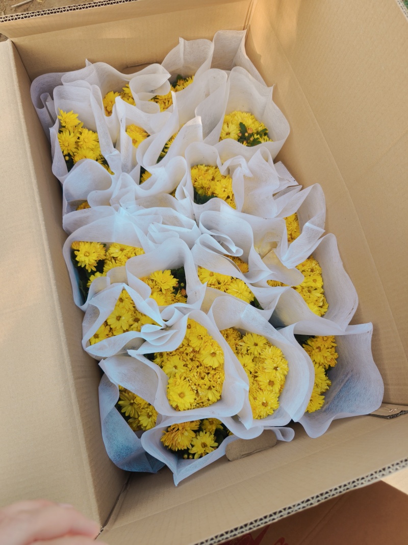 精品千头菊。