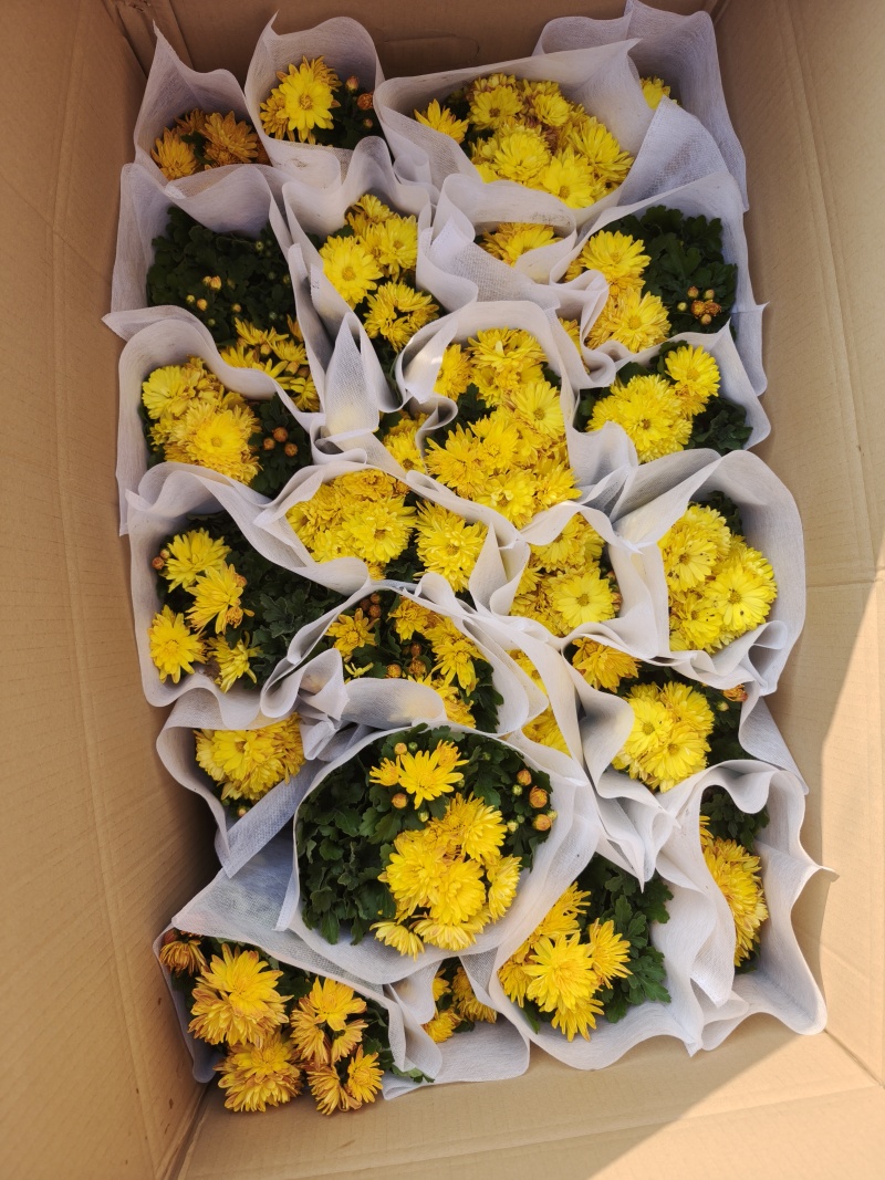 精品千头菊。