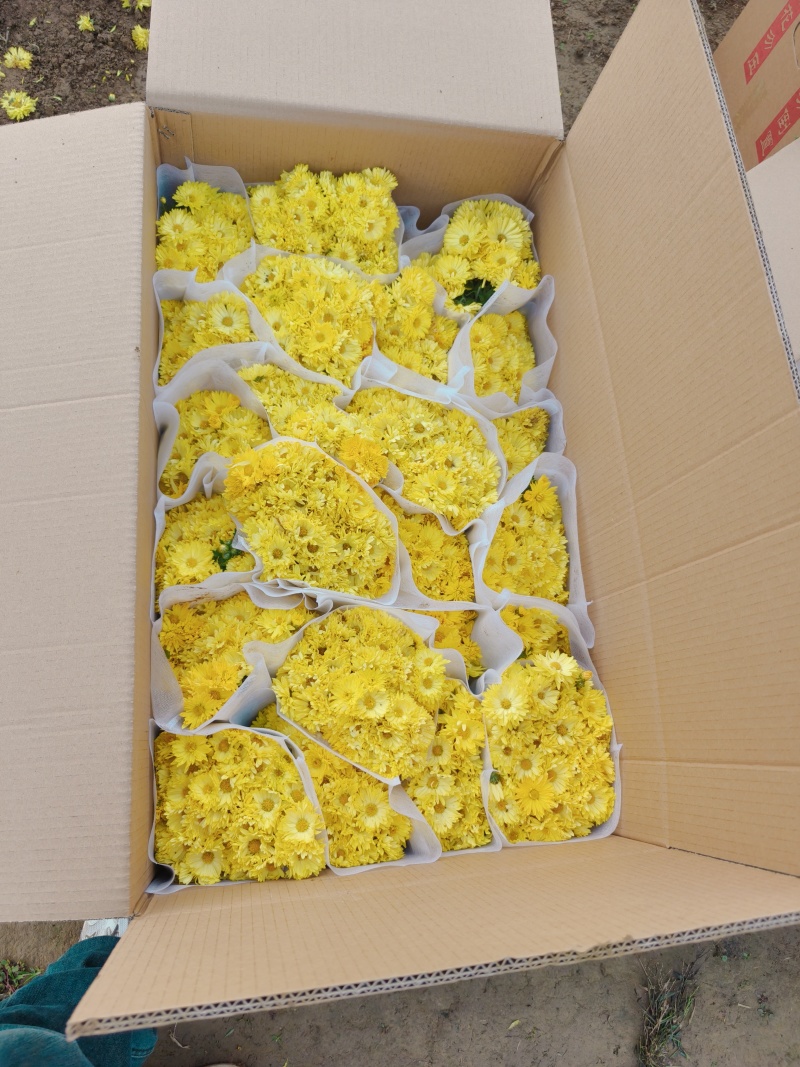 精品千头菊。