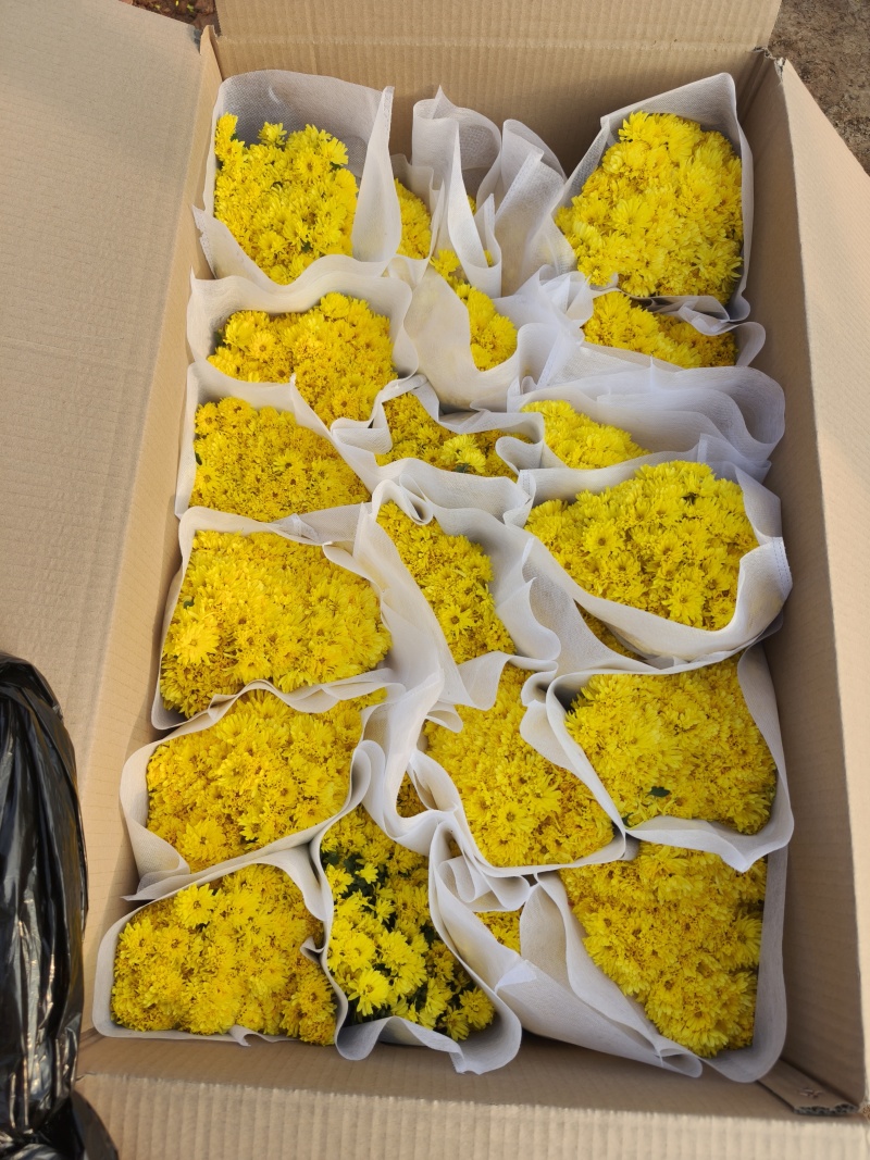 精品千头菊。