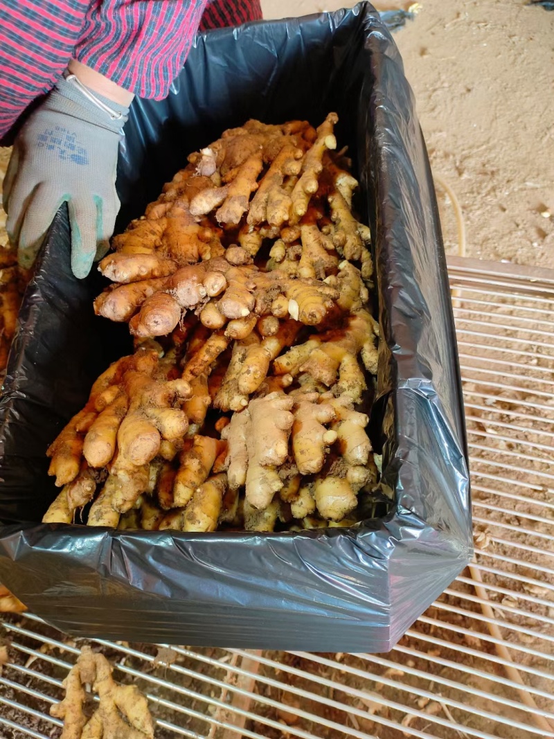 山东大黄姜产地一手品种齐全常年供应，自产自销对接出口外贸