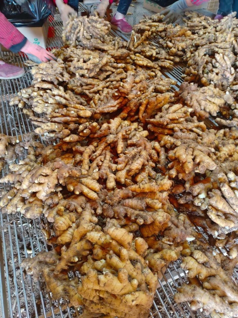 山东大黄姜产地一手品种齐全常年供应，自产自销对接出口外贸