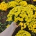 精品千头菊。