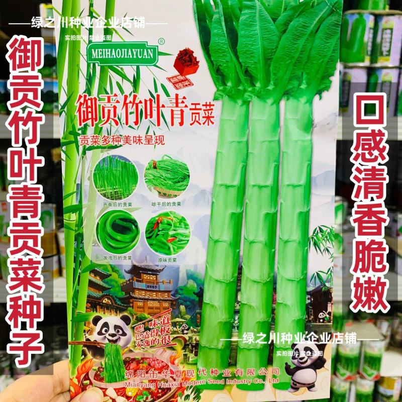 四川御贡竹叶青贡菜种子尖叶长棒形贡菜莴笋种籽火锅菜蔬菜种