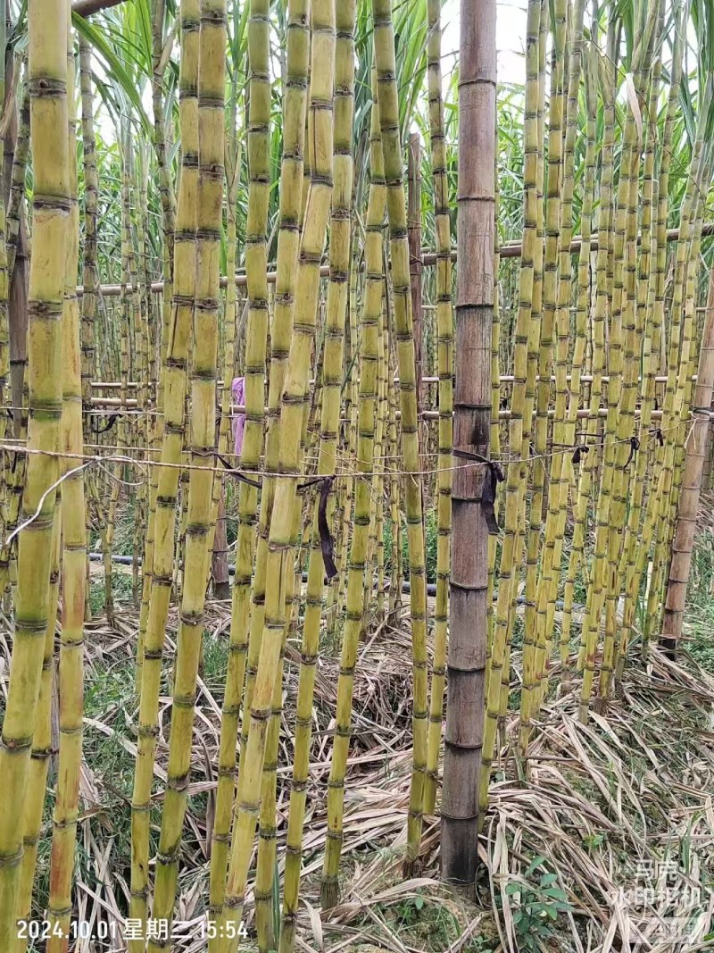 黄皮，黑皮，青皮都大量有货