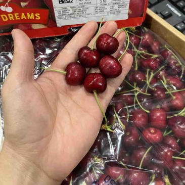 智利车厘子🍒产地直销一手货源➕***********