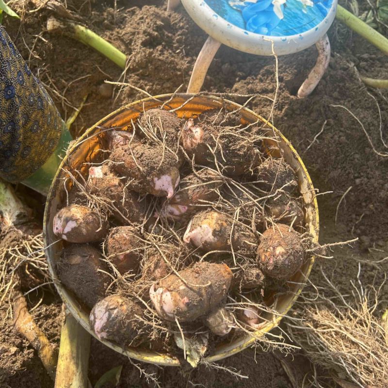 红牙芋