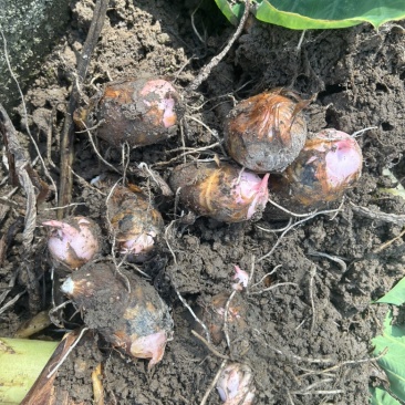 红牙芋