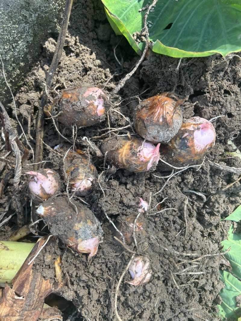 红牙芋