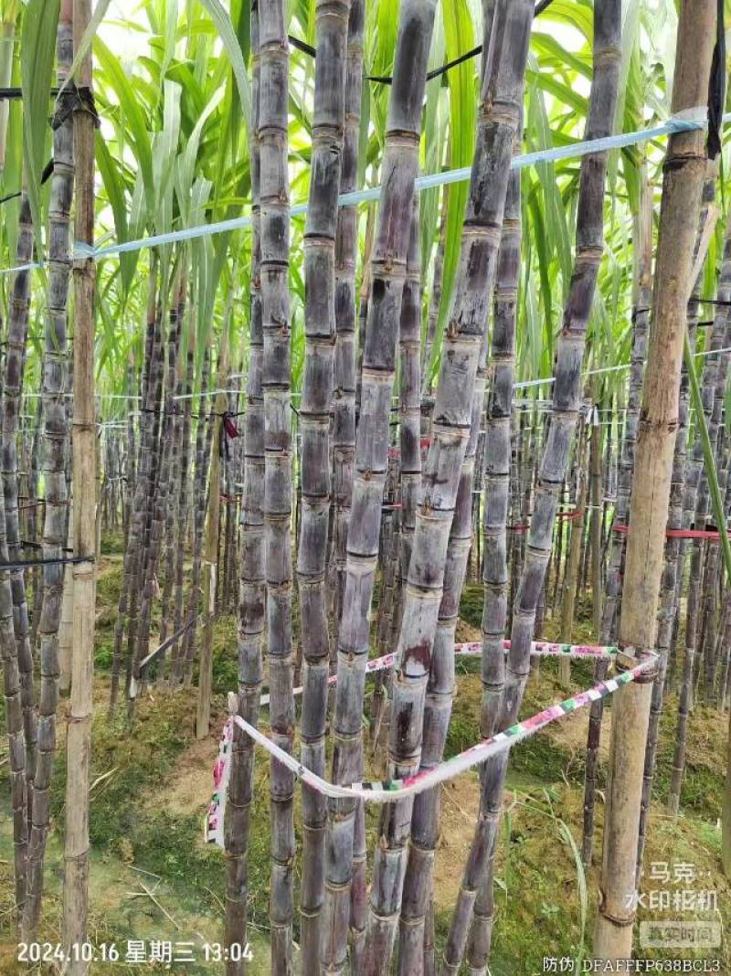黑皮甘蔗，黄皮甘蔗