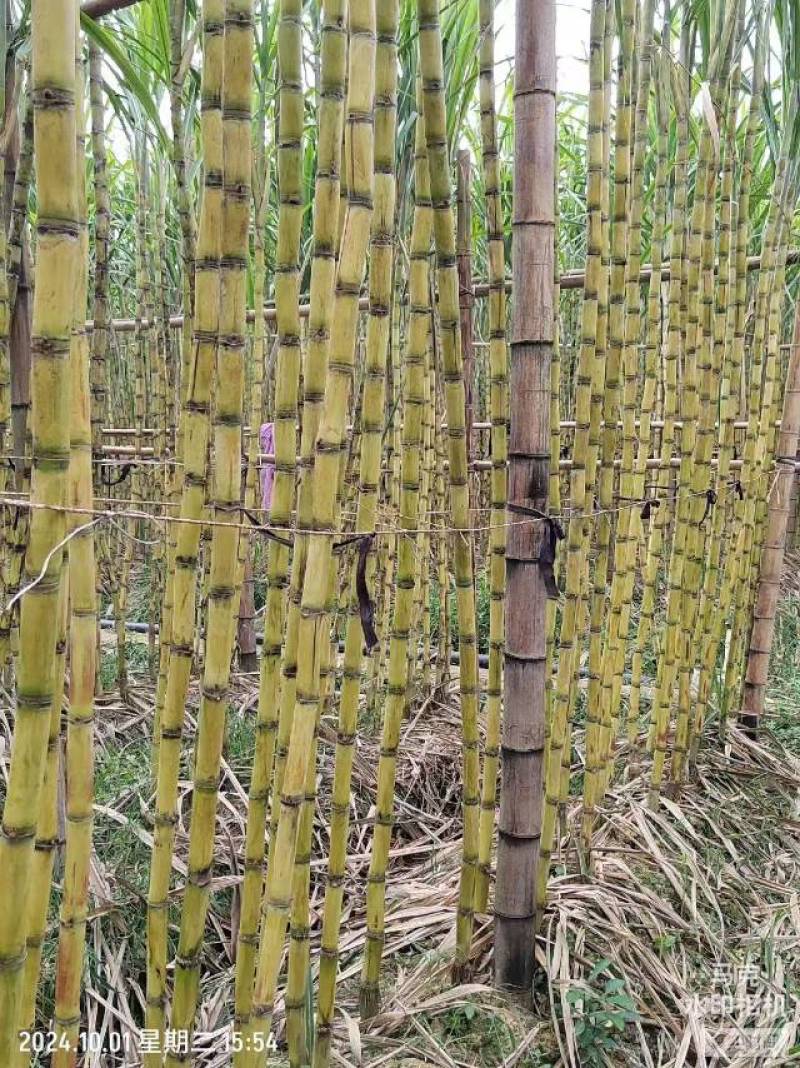 黑皮甘蔗，黄皮甘蔗
