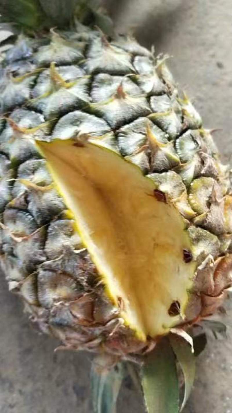 金钻凤梨