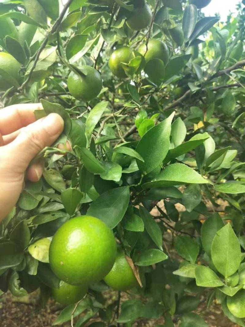 个头大大滴好，口感不非常好，需要联系我