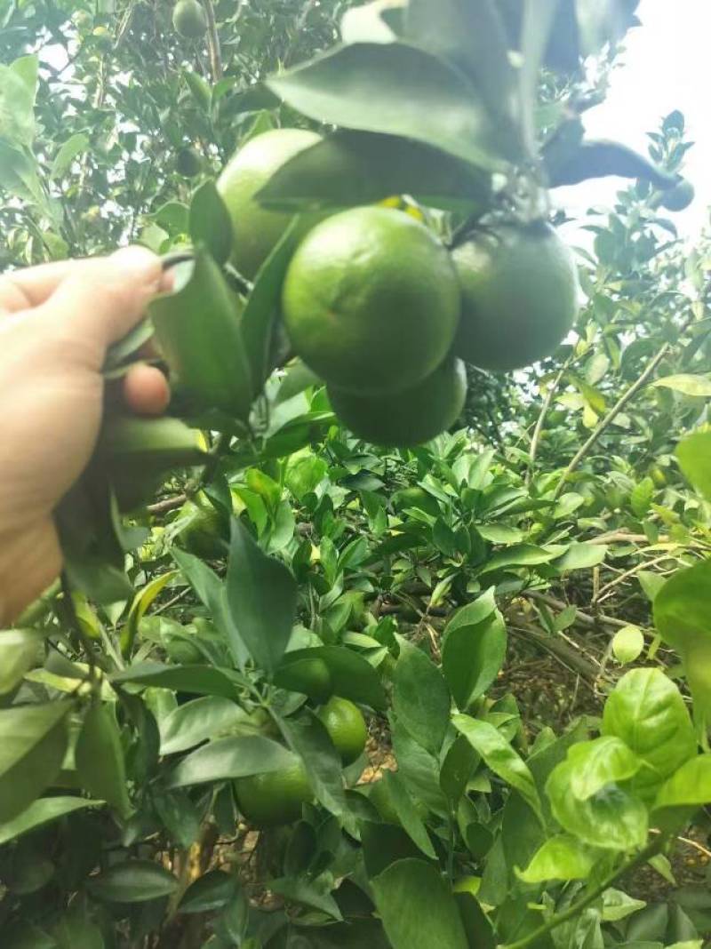 个头大大滴好，口感不非常好，需要联系我