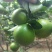 个头大大滴好，口感不非常好，需要联系我