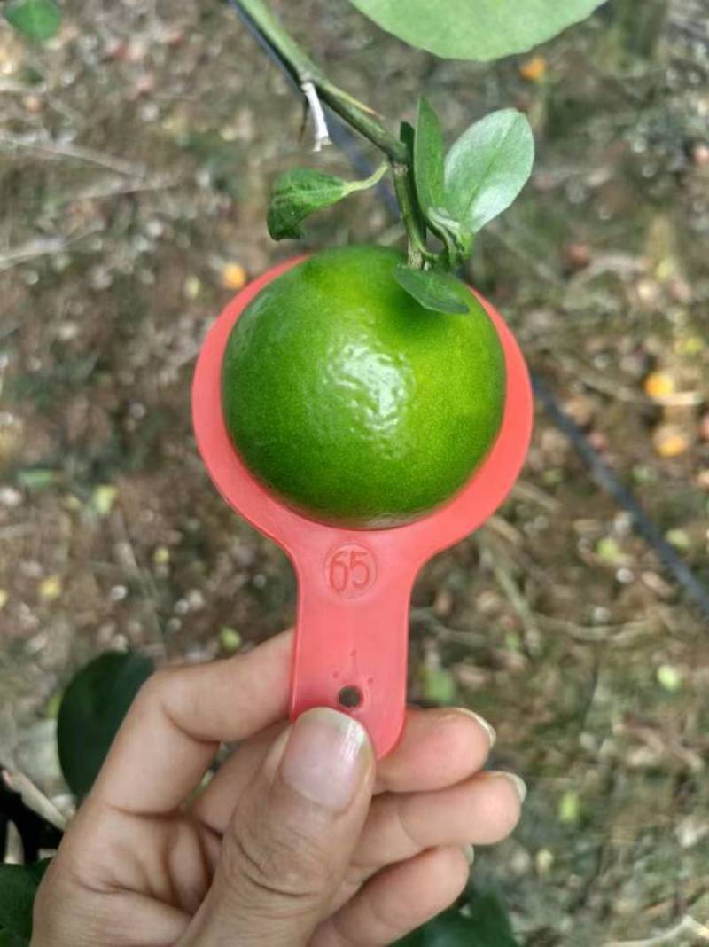个头大大滴好，口感不非常好，需要联系我