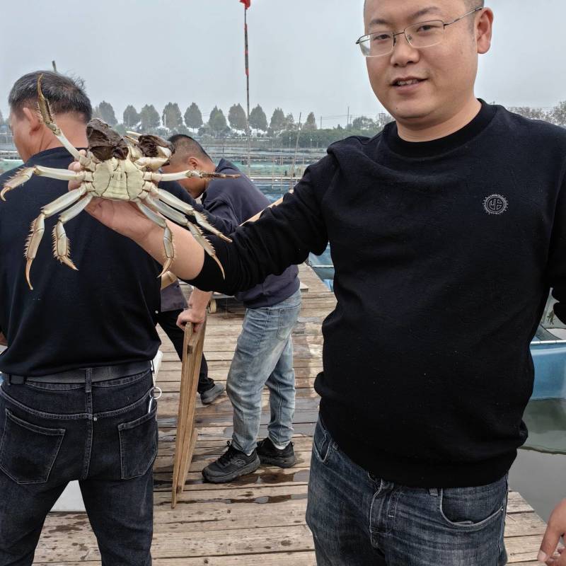 湖北洪湖大闸蟹青壳白底产地直发一手货源保质保量可供商超