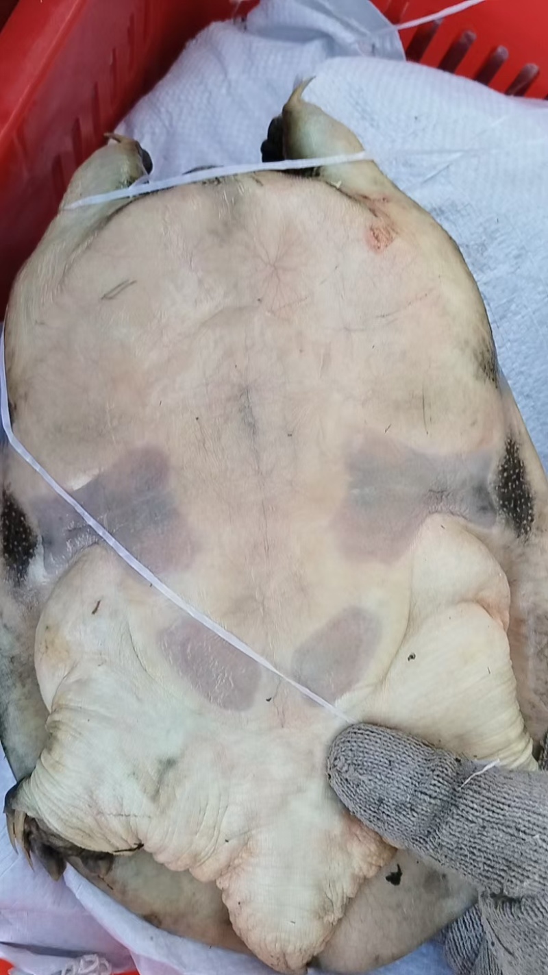 黑花甲鱼生态大湖自然生长