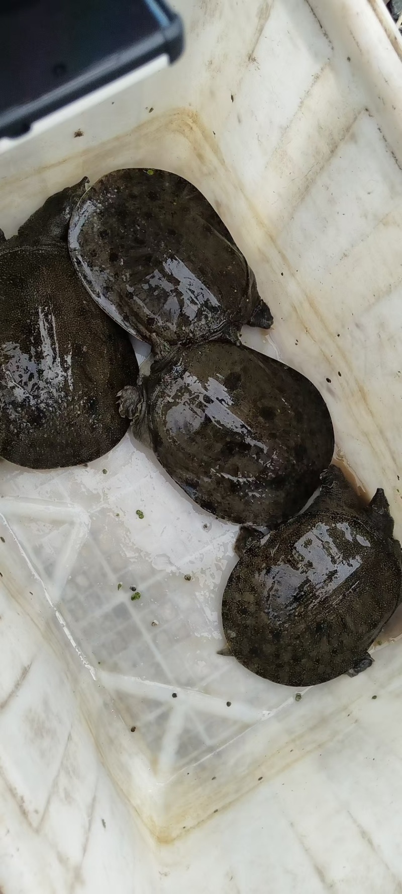 黑花甲鱼生态大湖自然生长