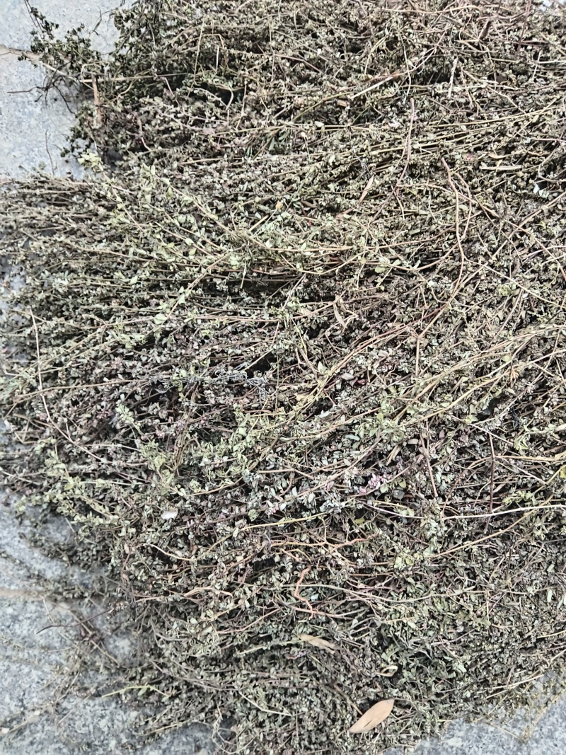 地锦草