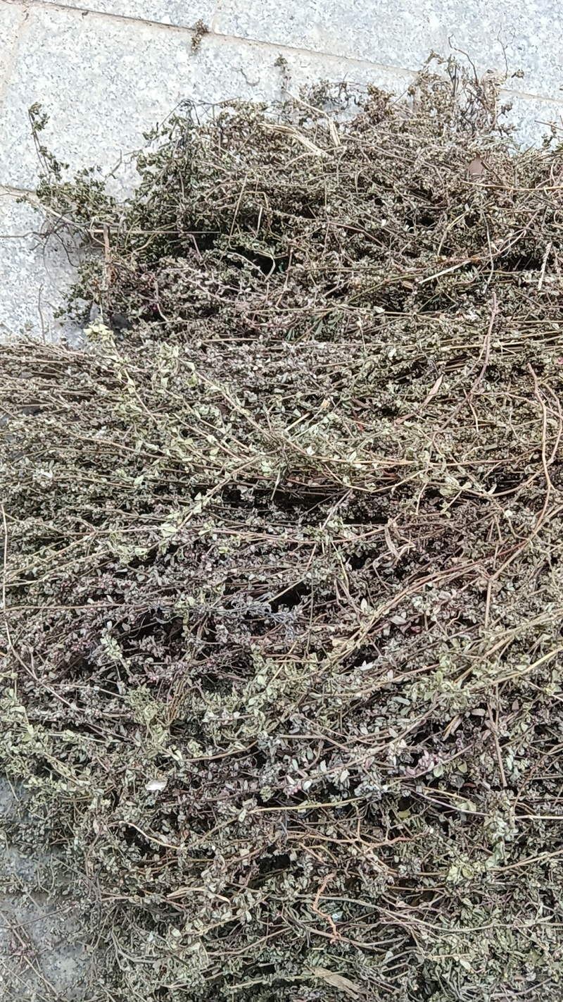 地锦草